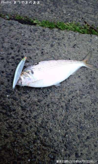 ���Υ����ε�ʪ