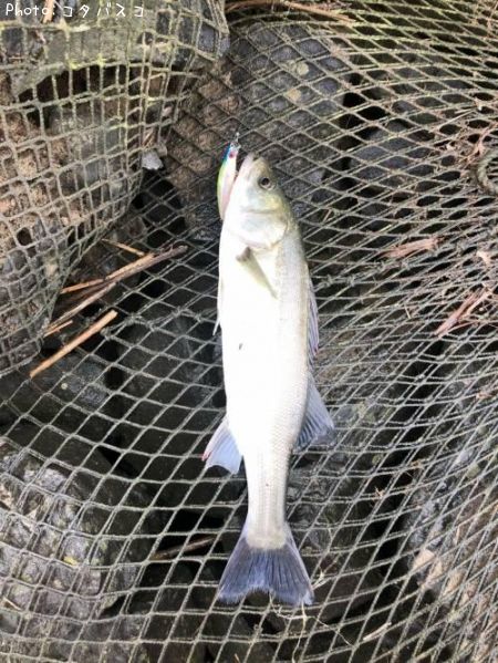 �����Х�