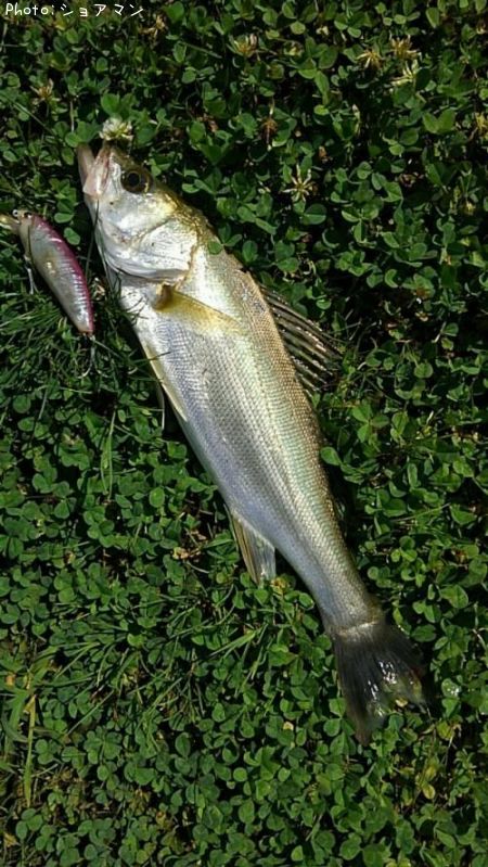 �����Х�