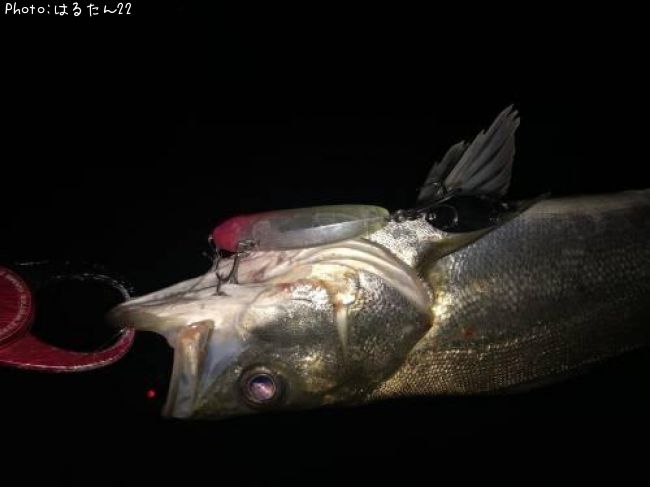 �����Х�