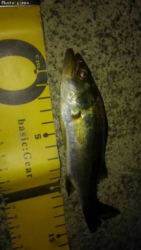 �����Х�