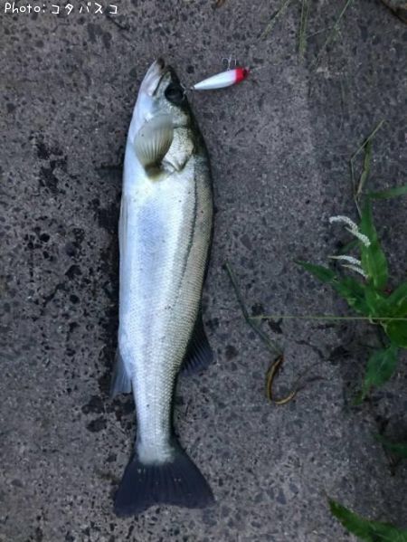 �����Х�