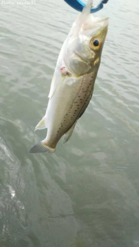 �����Х�