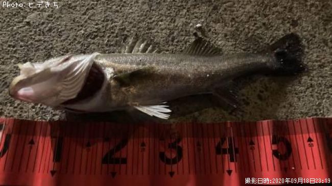 �����Х�