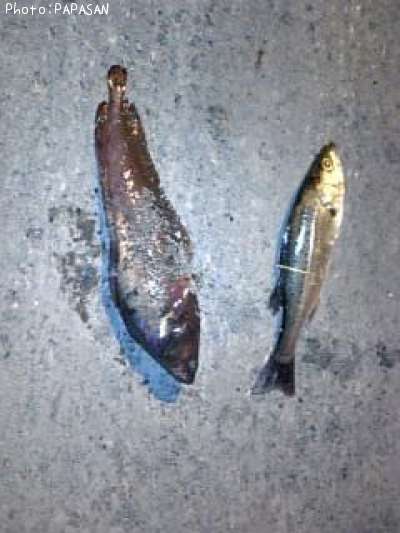 �������������ʥ�