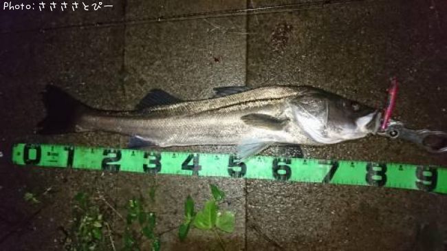 �����Х�