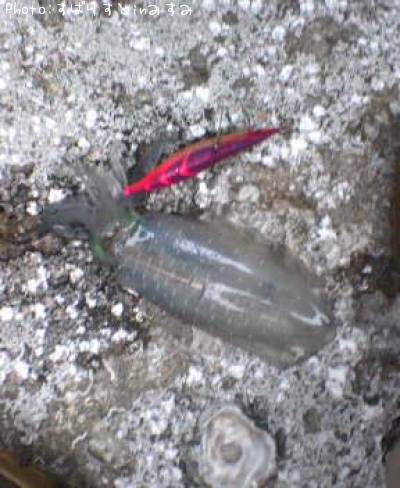 �����ꥤ��