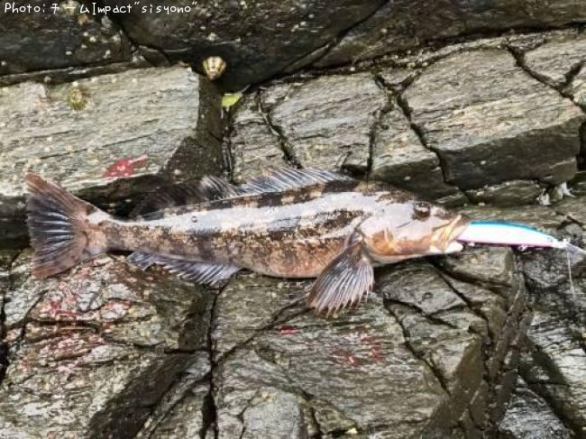 �����ʥ�