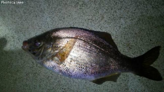 ���ߥ��ʥ�