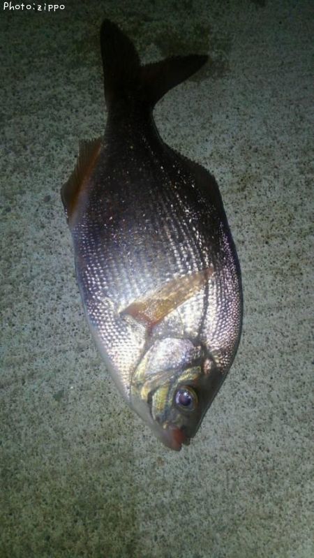 ���ߥ��ʥ�