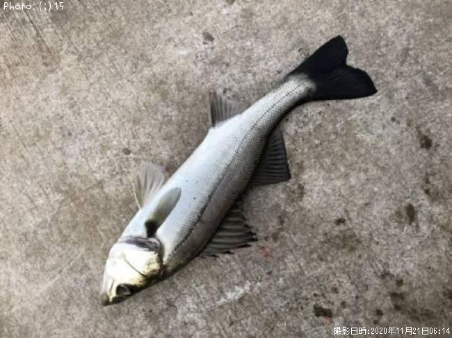 �����Х�