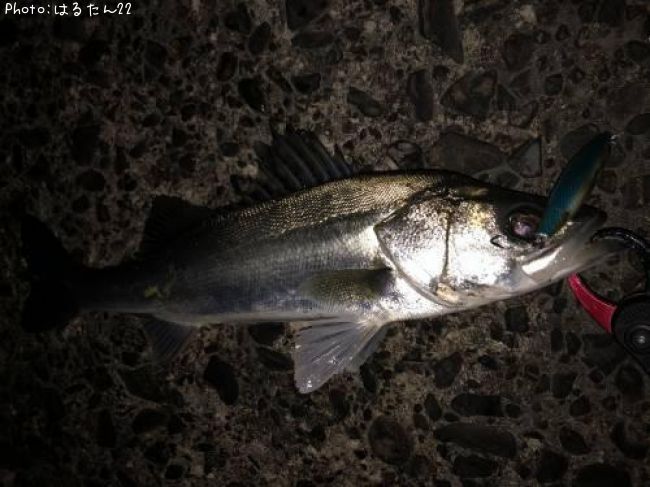 �����Х�