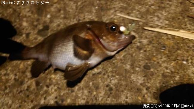 ��Х��������