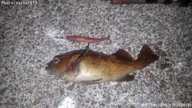 ������Х�