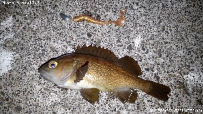 ������Х�