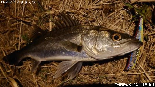 �����Х�