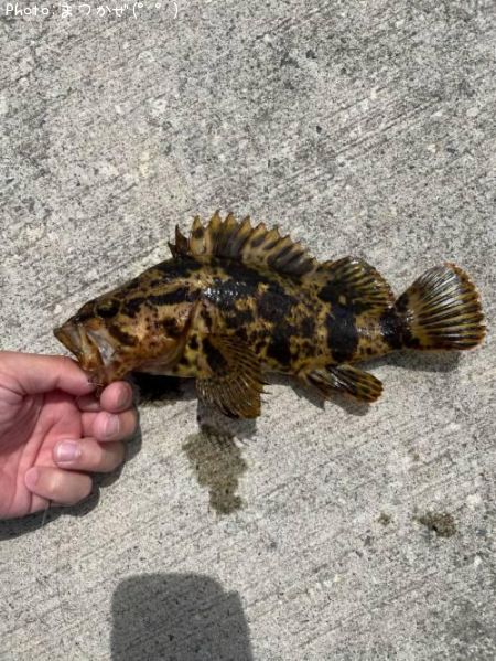 �٥å�������