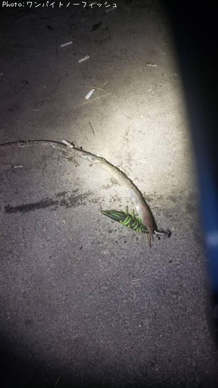 �����ʥ󥦥ߥإ�