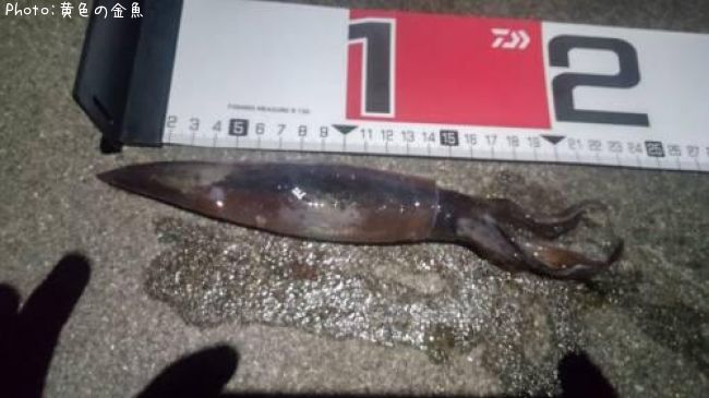 ����ᥤ��