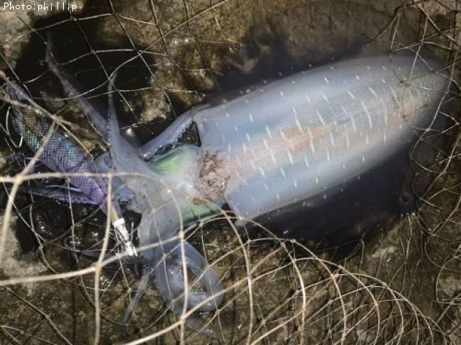 �����ꥤ��