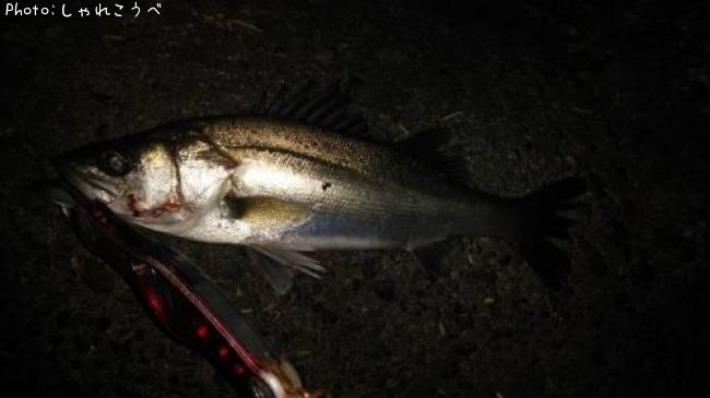 �����Х�