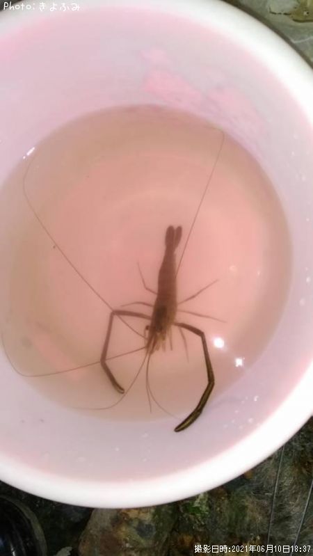 �ƥʥ�����