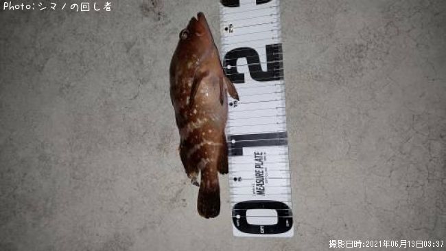 �����ϥ�