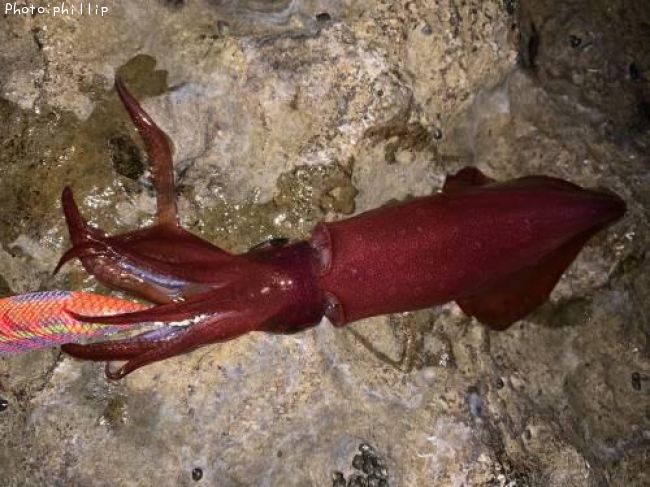 ���󥵥�����