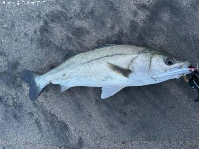 �����Х�