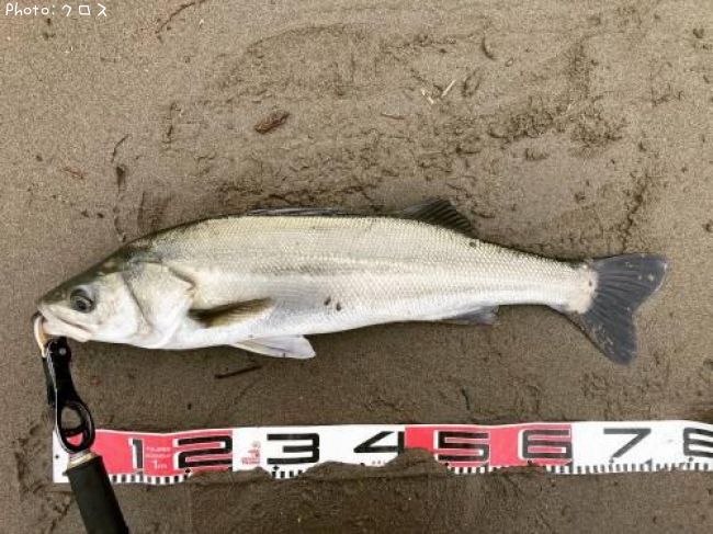 �����Х�