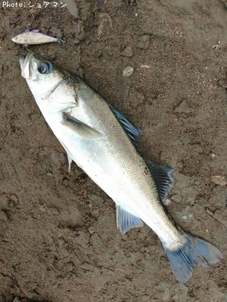 �����Х�