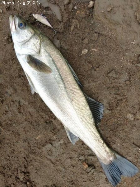 �����Х�