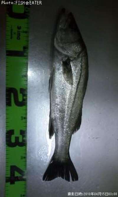 �ޥ륹����