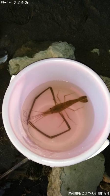 �ƥʥ�����