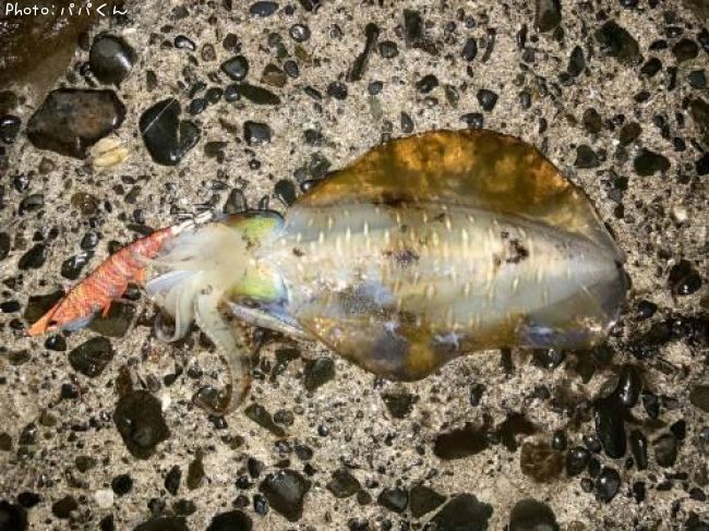 �����ꥤ��