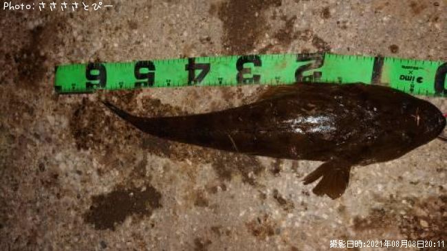 �ޥ������勵�ꥬ�ˡ����ʤ�