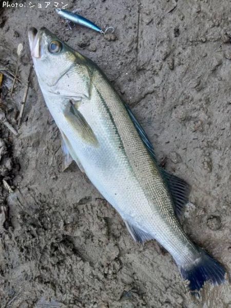 �����Х�