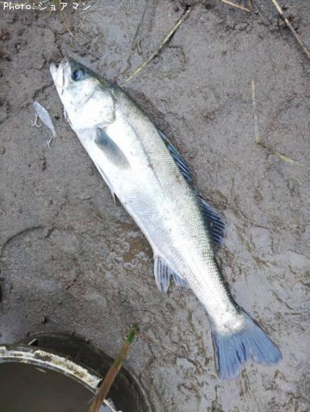 �����Х�