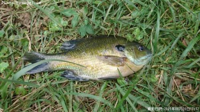 �֥롼����