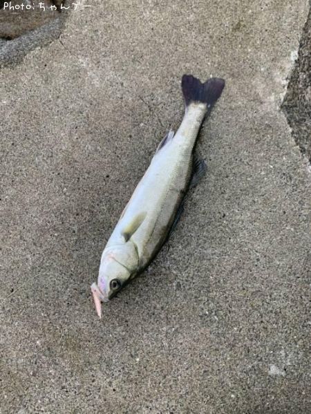 �����Х�