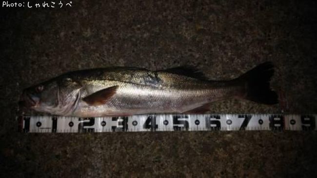 �����Х�