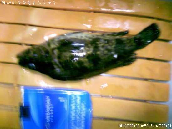 �����Υ���Х�