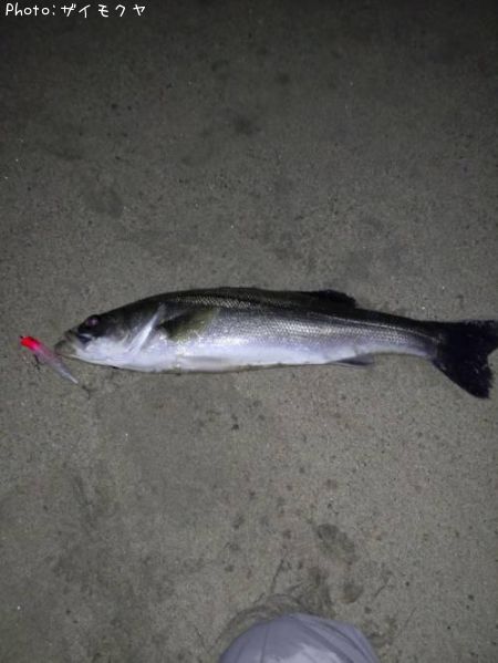 �����Х�