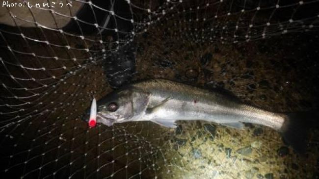 �����Х�