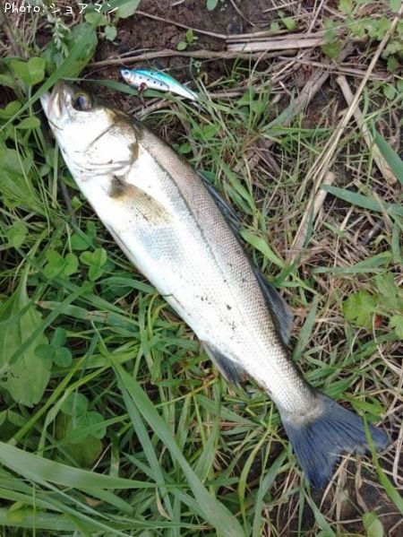 �����Х�