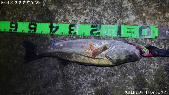 �����Х�����������