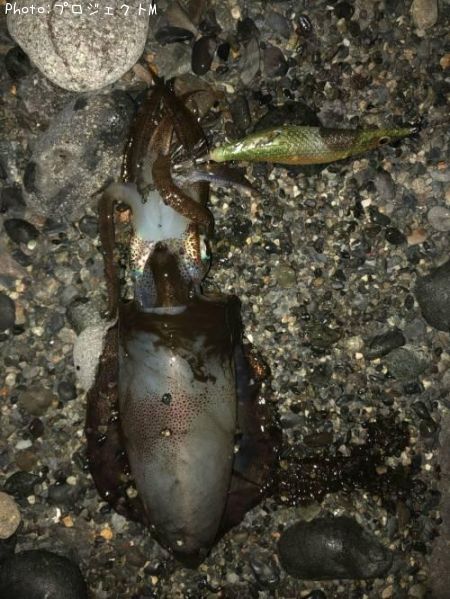 �����ꥤ��