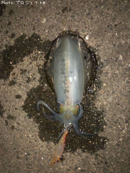 �����ꥤ��