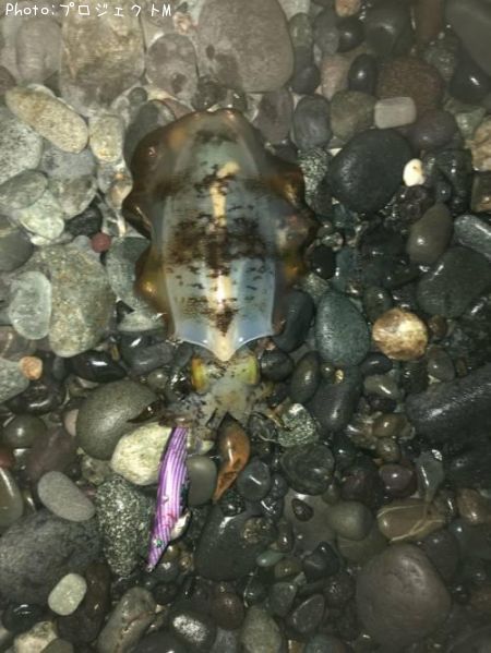 �����ꥤ��