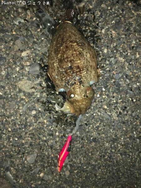 ���ߥ���